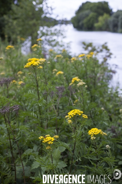 Tanacetum vulgare