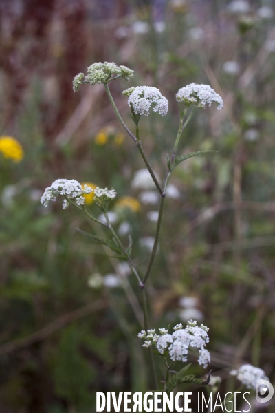 Torilis arvensis