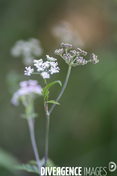 Torilis japonica