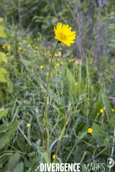 Tragopogon pratensis