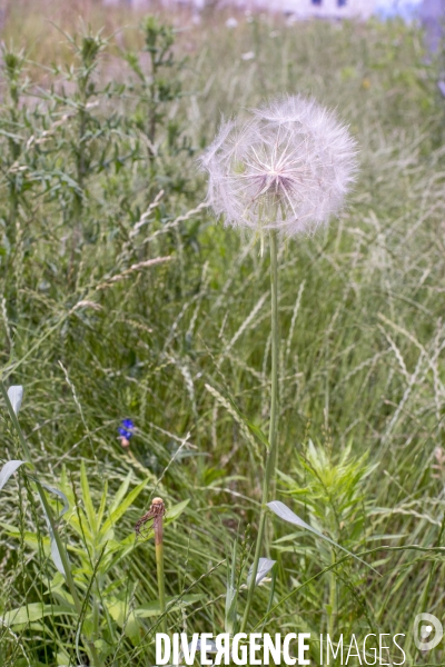 Tragopogon pratensis