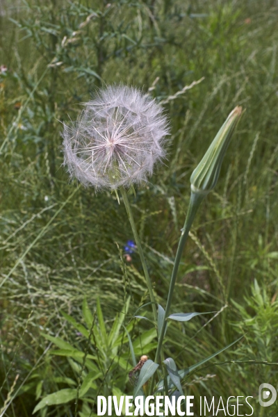 Tragopogon pratensis