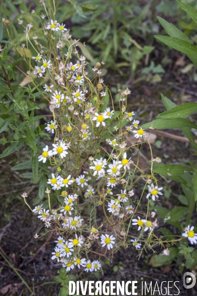 Matricaria chamomilla