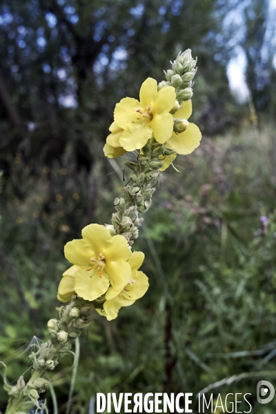 Verbascum densiflorum