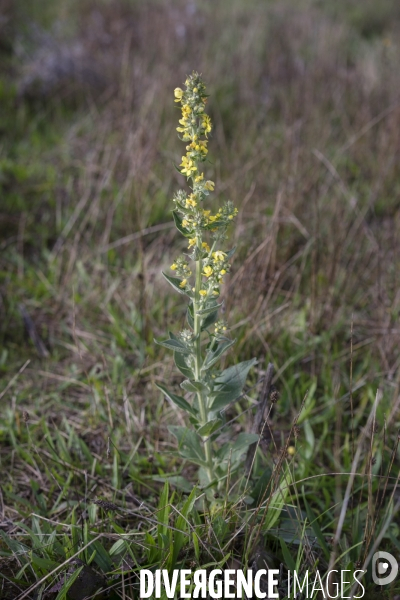 Verbascum lychnitis