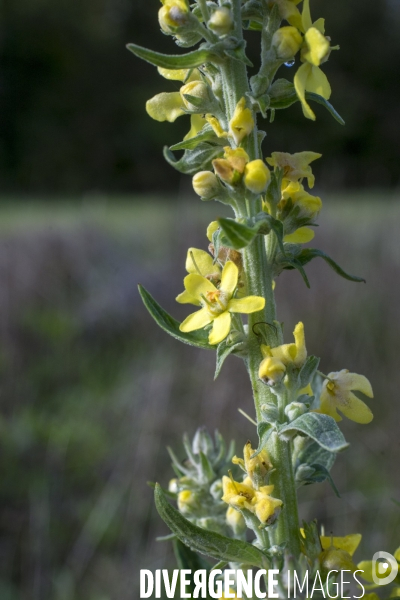 Verbascum lychnitis