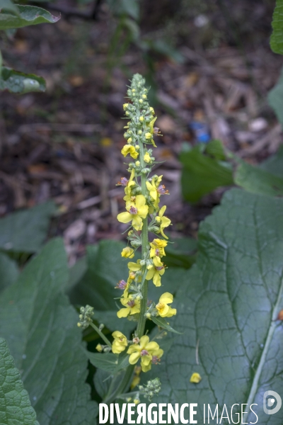 Verbascum lychnitis