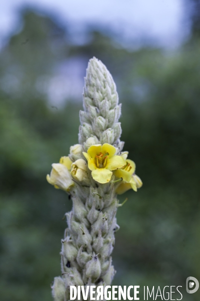 Verbascum thapsus