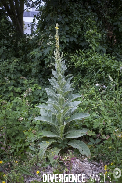 Verbascum thapsus