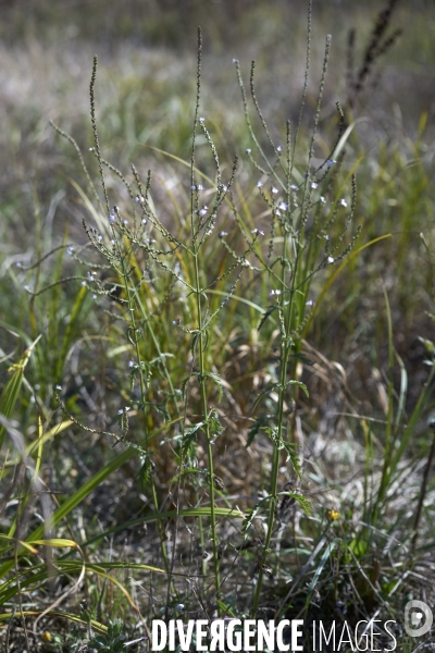 Verbena officinalis