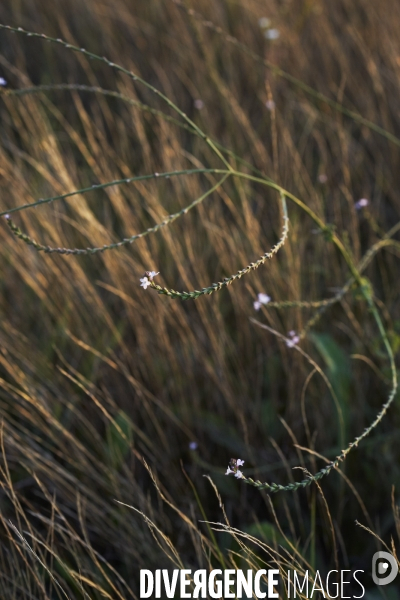 Verbena officinalis