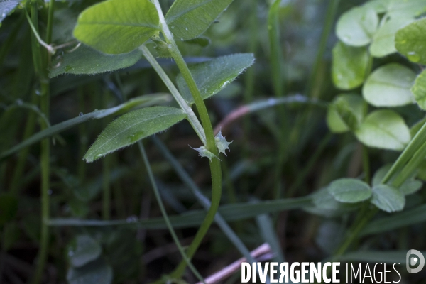 Vicia sepium