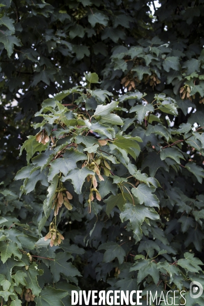 Acer pseudoplatanus