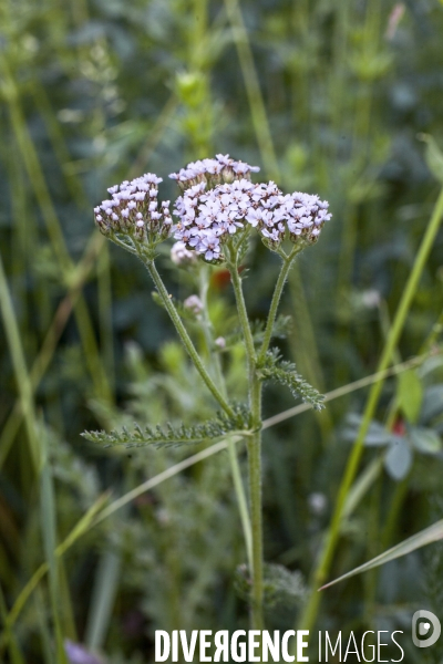 Achillea millefolium