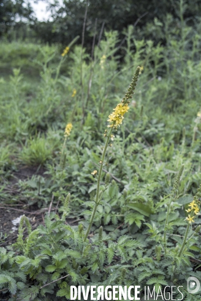 Agrimonia eupatoria