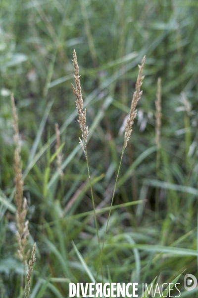 Agrostis stolonifera