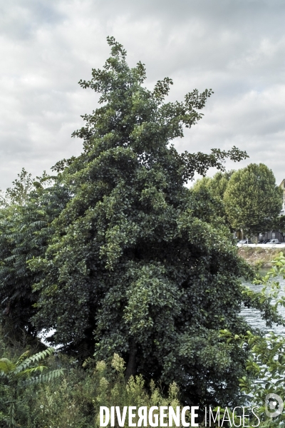 Alnus glutinosa