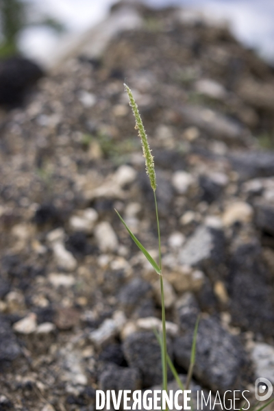 Alopecurus myosuroides