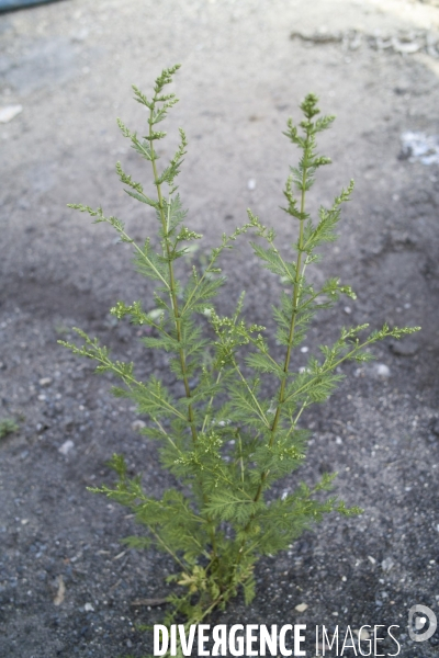 Artemisia annua