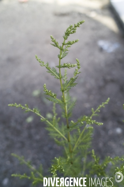 Artemisia annua