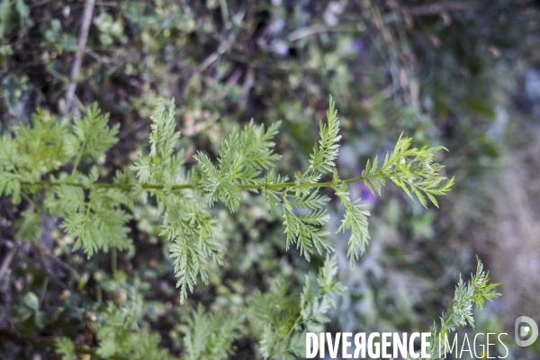 Artemisia annua