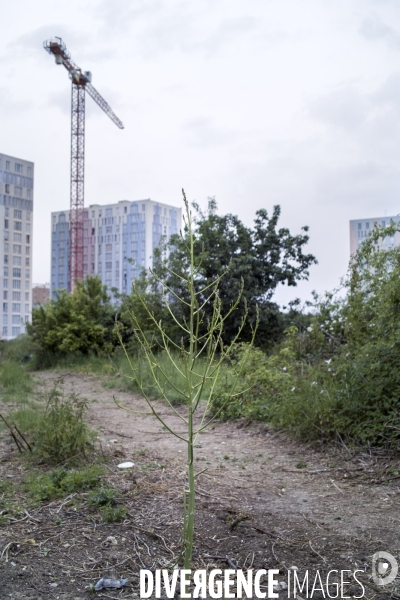 Asparagus officinalis