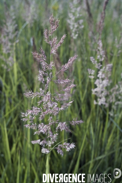 Calamagrostis epigeios