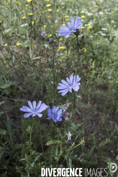 Cichorium intybus