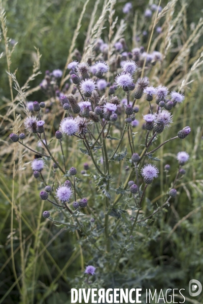 Cirsium arvense