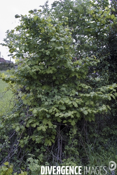 Corylus avellana