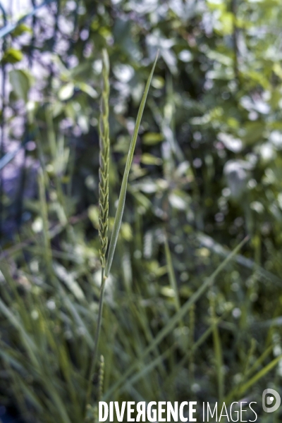 Elytrigia repens