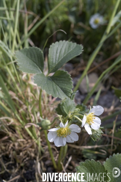 Fragaria vesca