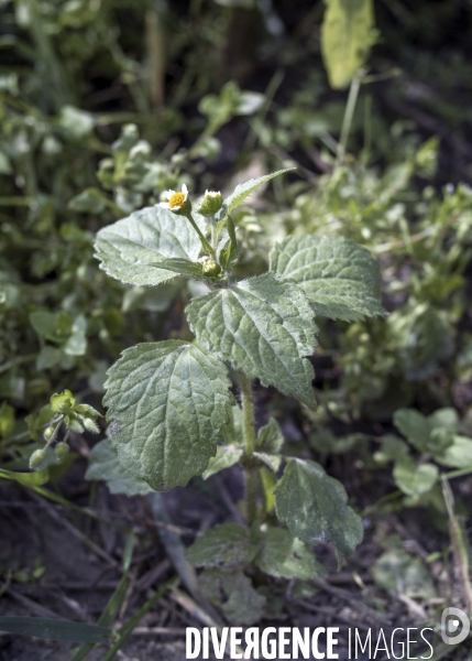 Galinsoga quadriardiata