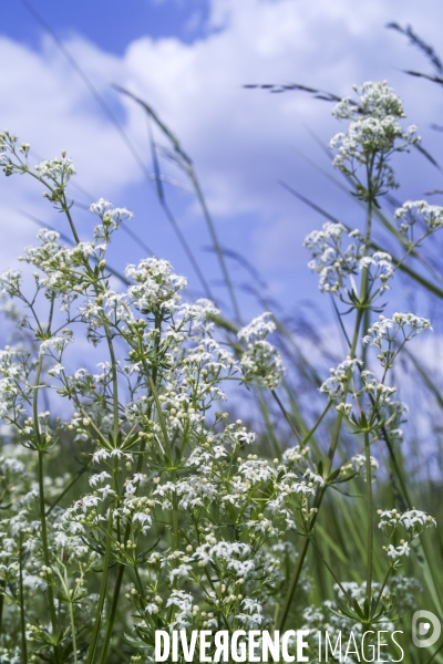 Galium album