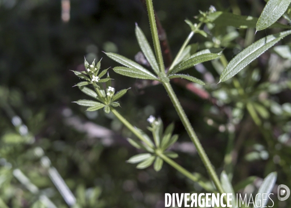 Galium aparine