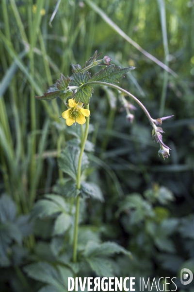 Geum urbanum