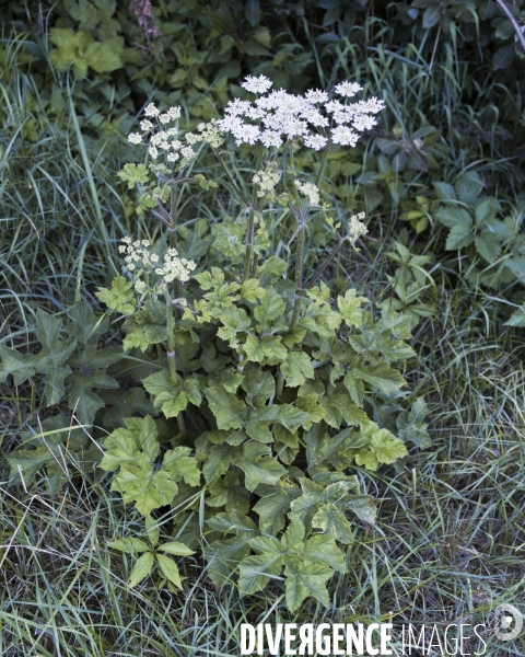 Heracleum sphondylium