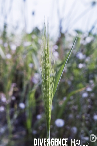 Hordeum murinum