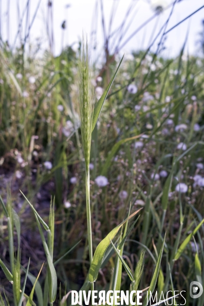 Hordeum murinum