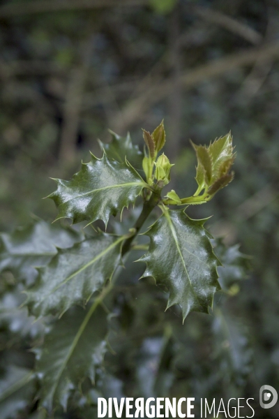 Ilex aquifolium