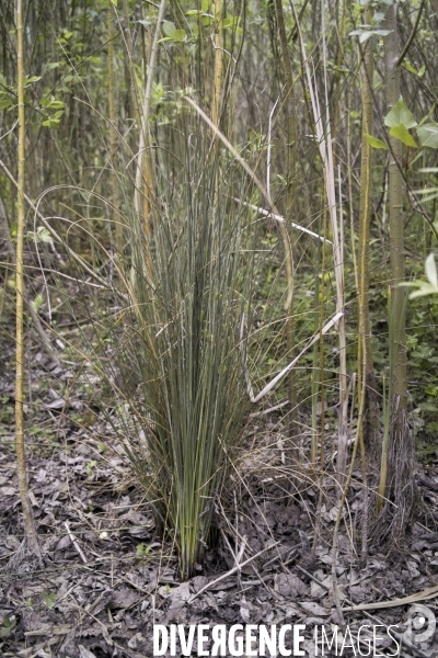 Juncus