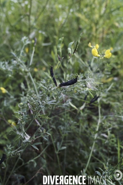 Lathyrus pratensis