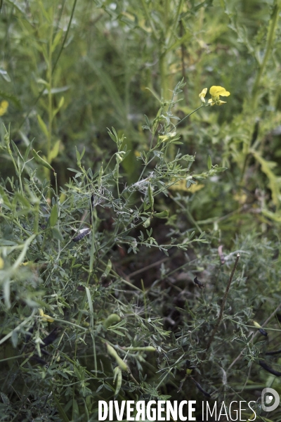 Lathyrus pratensis