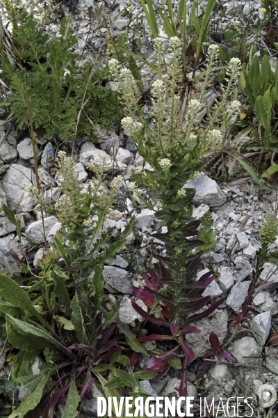 Lepidium campestre