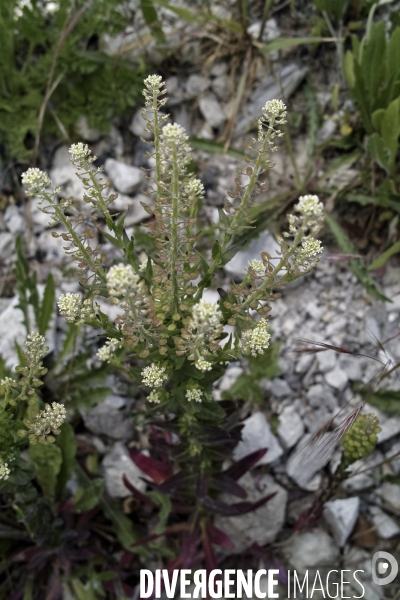 Lepidium campestre