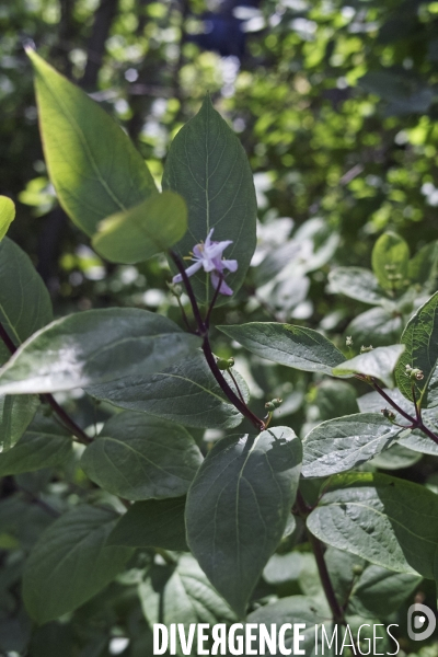 Lonicera xylosteum