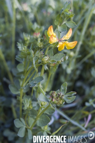 Lotus corniculatus