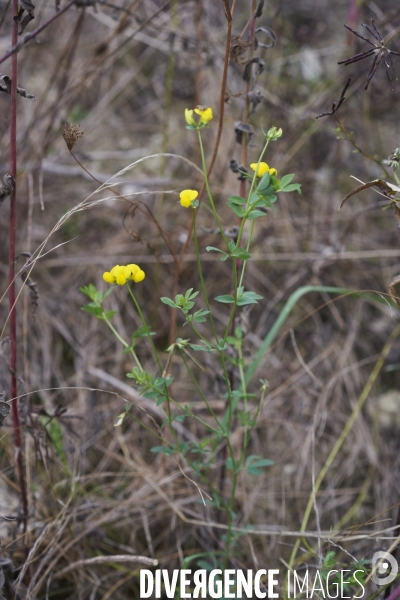 Lotus corniculatus