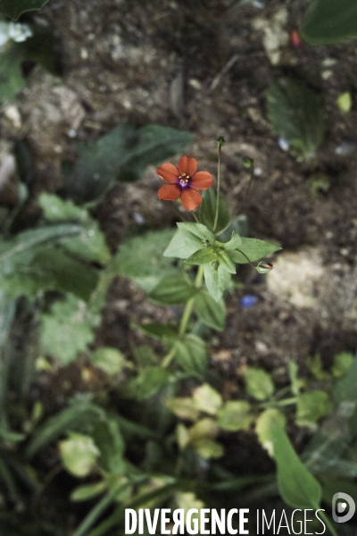 Lysimachia arvensis