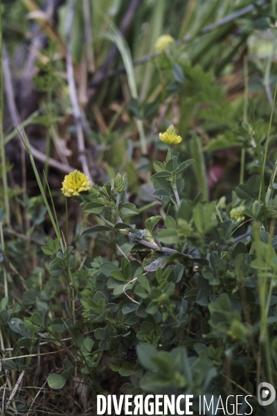 Medicago lupulina